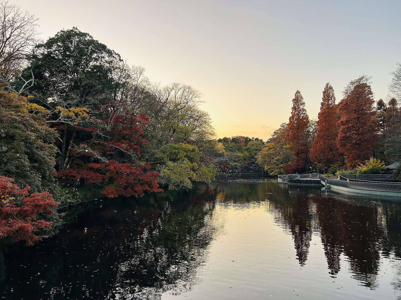 夕暮れの井の頭池